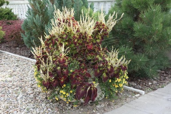 Blumentöpfe Kasten Topf Blumen Töpfe XXL Garten Beton Terrasse Dekorative